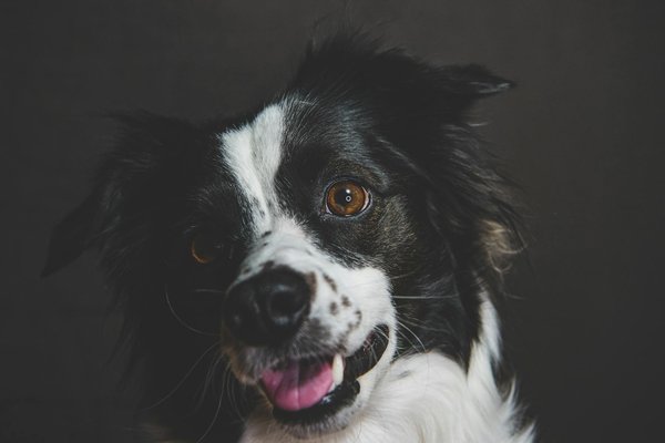 Le bio dans l'alimentation féline: est-ce vraiment mieux?