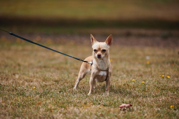 La psychologie du chien: comprendre votre chien pour un meilleur élevage