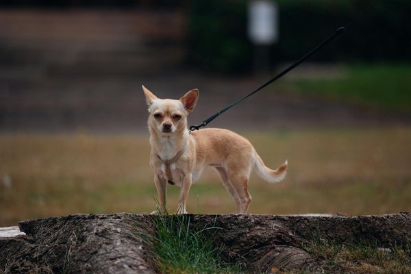 Les grands surviants du pôle nord : Les animaux polaires