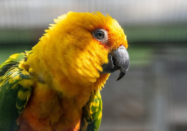 Comment choisir les filtres pour fontaine à eau de chat : guide complet et conseils pratiques