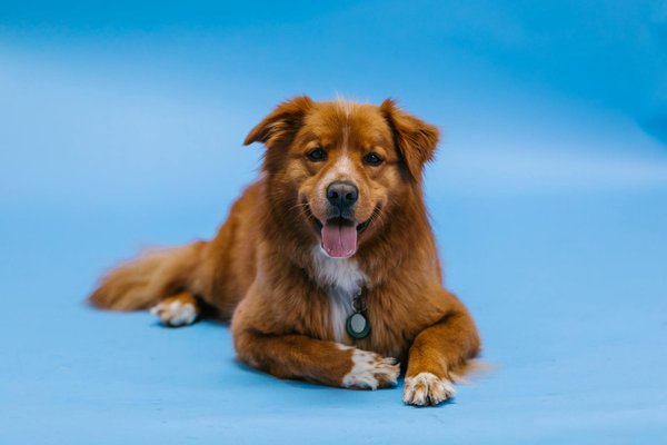 Aménagement d'écurie : conseils pour un espace fonctionnel et sûr