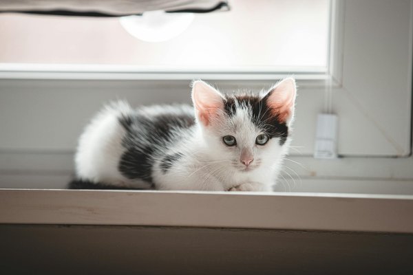 découvrez comment le shilajit améliore la santé canine