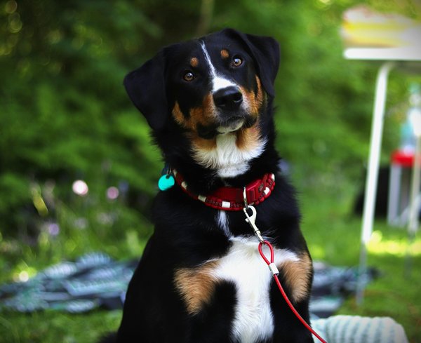 Collier gravé pour chien : sécurité et style à petit prix